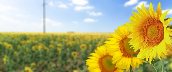 Sunflower on blurred sunny nature background. Agriculture summer with sunflowers field. Organic food production. Harvest of farm product. © BillionPhotos.com