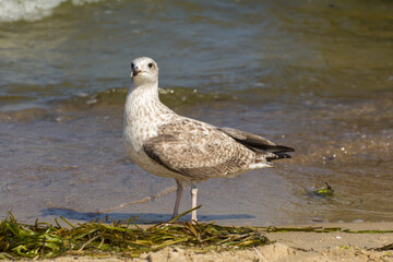 gray seagull walks on the beach by the sea