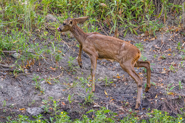 a small deer comes out of the water after swimming