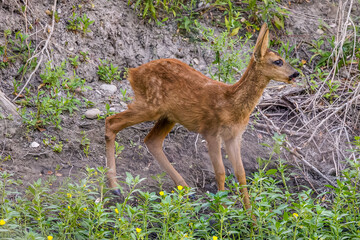young curious roe deer looking for some water during the summer