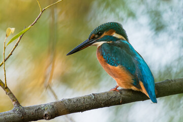 A kingfisher is perched on a branch above the water of a small lake