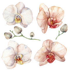 Watercolor tropical flowers set of beige orchids and buds. Hand painted floral elements isolated on white background. Holiday Illustration for design, print, fabric or background.