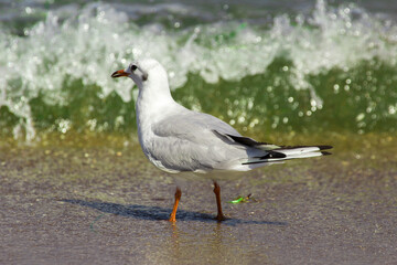 a gray seagull walks on the shallow water of the sea by the beach