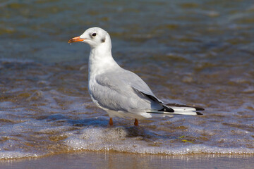 a gray seagull walks on the shallow water of the sea by the beach
