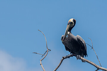 Brown pelican on tree branch