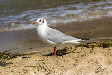 gray seagull walks on the beach by the sea