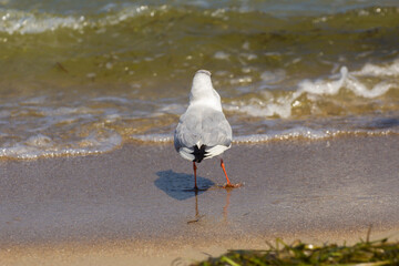 gray seagull looks at the sea