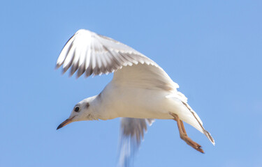 white seagull flying against the backdrop of blue sky