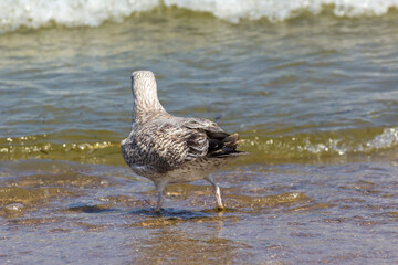 a gray seagull walks on the shallow water of the sea by the beach
