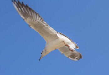 white seagull flying against the backdrop of blue sky