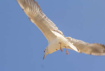 white seagull flying against the backdrop of blue sky