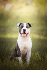 young Stafford sitting in a meadow. The American Staffordshire terrier is a dog breed that has ancestors in English bulldogs and terriers. Their closest relatives, the American pit bull terrier. 