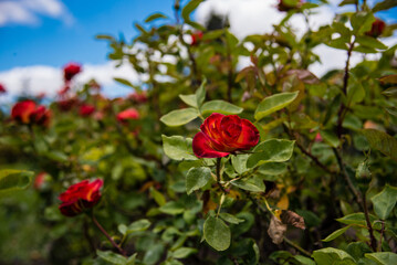 Obraz na płótnie Canvas red roses in the garden