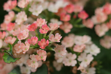 Garden Verbena blooming (Verbena tenera). Pink Verbena Hybrida blooming. Flowering coral verbena in the spring garden.  small pink flowers on a blurred background. 