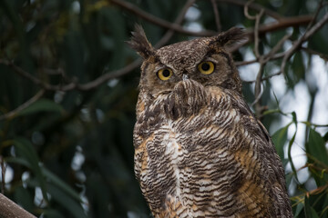 Great Horned Owl