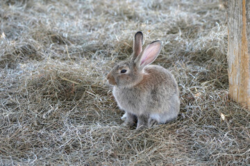 Domestic rabbit in its enclosure