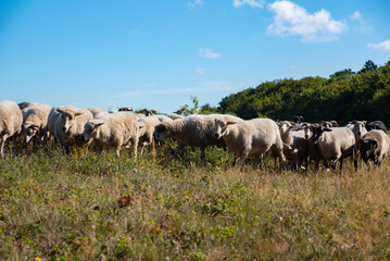 sheep and goats in the dunes. Egmond aan Zee. north holland 13 aug 2022 the netherlands