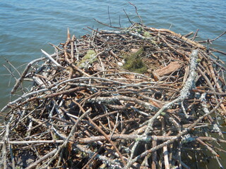 Nature Wildlife Osprey bird nest with eggs 