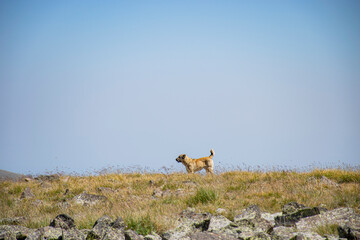 big dog in the meadow