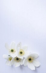 Fototapeta na wymiar White flowers on a white background. Delicate floral arrangement. Background for a greeting card.
