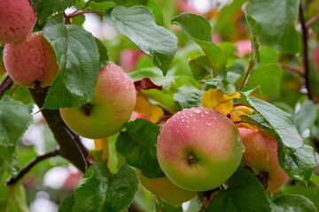 Ripe fresh apples on apple tree branch after rain with water drops.