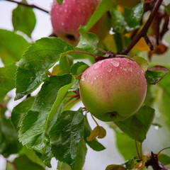 Ripe fresh apples on apple tree branch after rain with water drops.