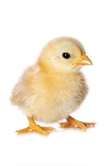Cute chicken isolated on white background