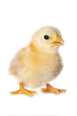 Cute chicken isolated on white background