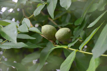 Walnuts ripen on a tree branch against a background of green leaves. Landscaping, growing  fruit trees concept.