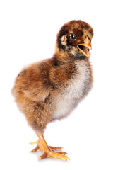 Cute chicken isolated on white background