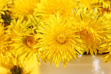 A bouquet of dandelions stands in a white cup on a yellow background.