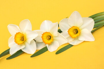 Three narcissus flowers lie on a yellow background.