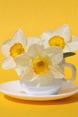 Fototapeta na wymiar Flowers of a white narcissus stand in a white cup on a yellow background.