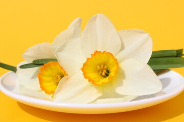 Narcissus flowers lie on a white small plate on a yellow background.