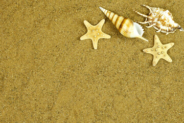 Sea shells with sand as background. Seashells and starfish.
