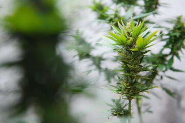 Background Canopy of Budding Indoor Marijuana Plants.