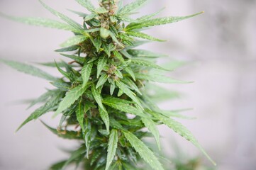 cannabis (marijuana) plant. growing marijuana at home for medical purposes
