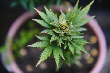 cannabis (marijuana) plant. growing marijuana at home for medical purposes