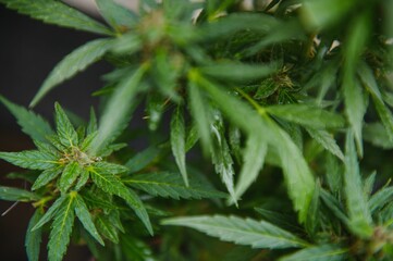 Naklejka na ściany i meble Hemp Marijuana flower Indoor growing. Home Cannabis grow operation. Grow legal Recreational Marijuana. Planting cannabis.