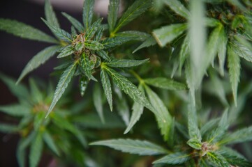 Background Canopy of Budding Indoor Marijuana Plants.