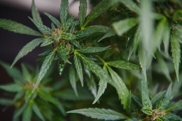 cannabis (marijuana) plant. growing marijuana at home for medical purposes