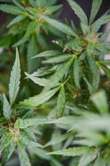 Background Canopy of Budding Indoor Marijuana Plants.