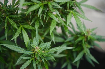 Background Canopy of Budding Indoor Marijuana Plants.