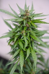 Hemp Marijuana flower Indoor growing. Home Cannabis grow operation. Grow legal Recreational Marijuana. Planting cannabis.