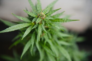 Naklejka na ściany i meble Hemp Marijuana flower Indoor growing. Home Cannabis grow operation. Grow legal Recreational Marijuana. Planting cannabis.
