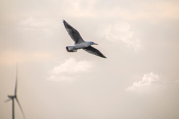 A seagull flies at sunset in an orange sky flapping its wings