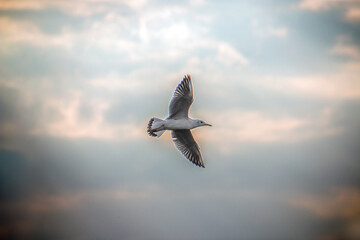 A beautiful seagull flies in colorful clouds spreading its wings wide