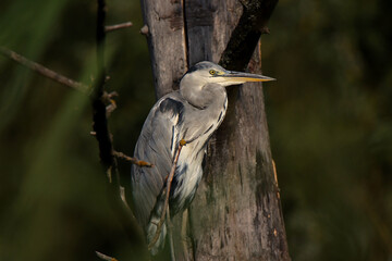 Grey heron