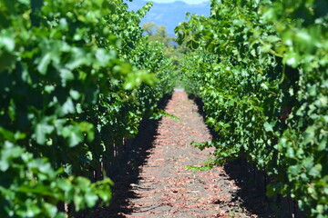 Fototapeta na wymiar row of grapes in vineyard