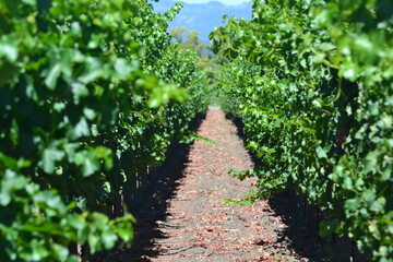 row of grapes in vineyard